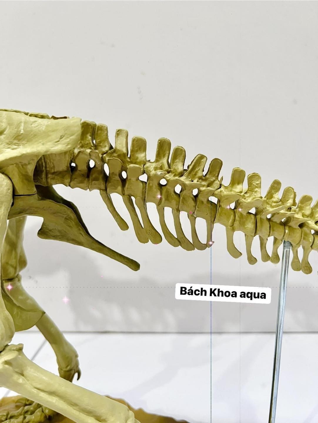 Mô hình khủng long T-Rex trang trí bể cá